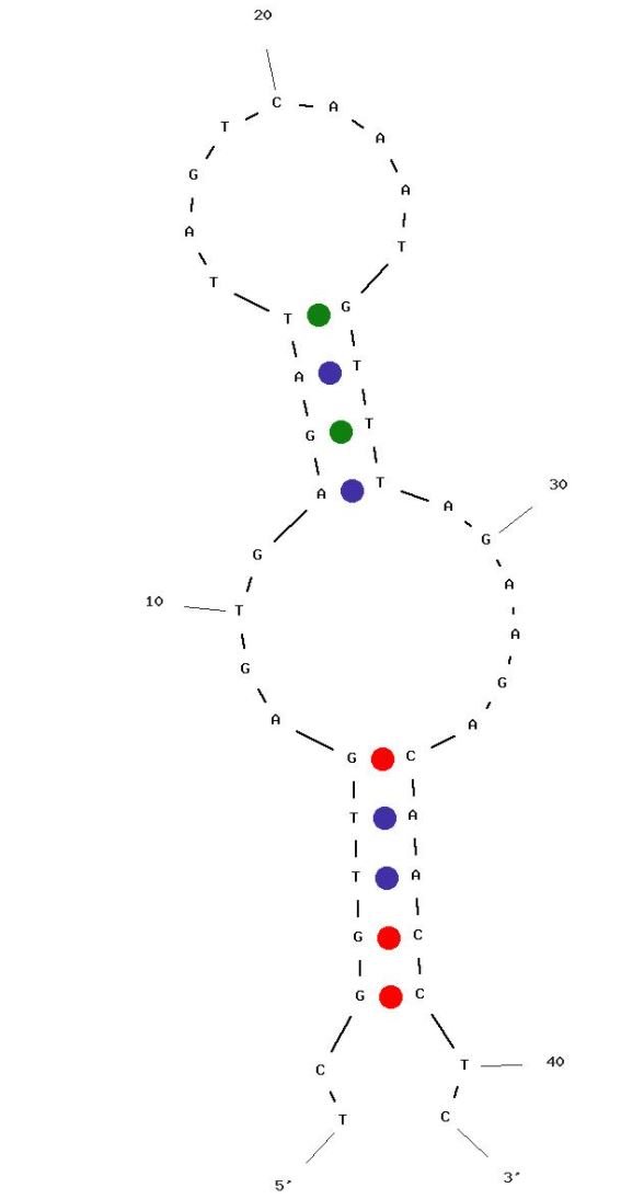 WT62 structure