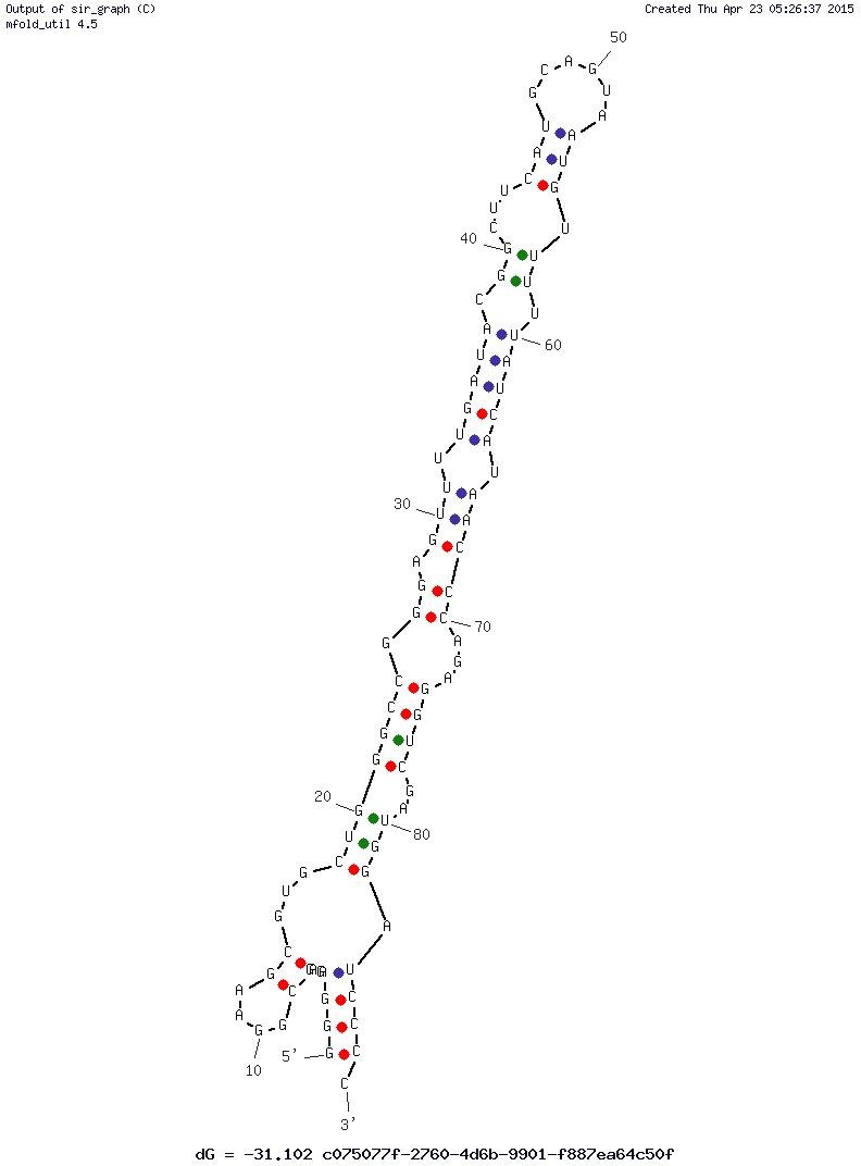 Staphylococcus Aureus RNA Aptamer structure