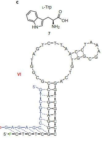Tryptophan-Cp*Rh(III) sensor structure