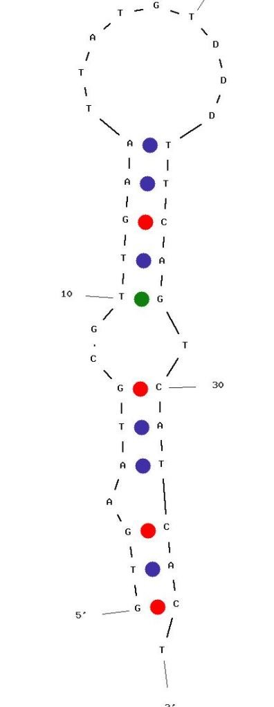 G12msi structure