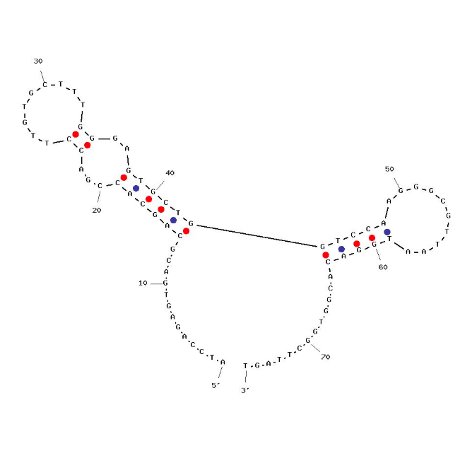 Aptamer Apt1 Against Spike (S) Protein of SARS-CoV-2 structure