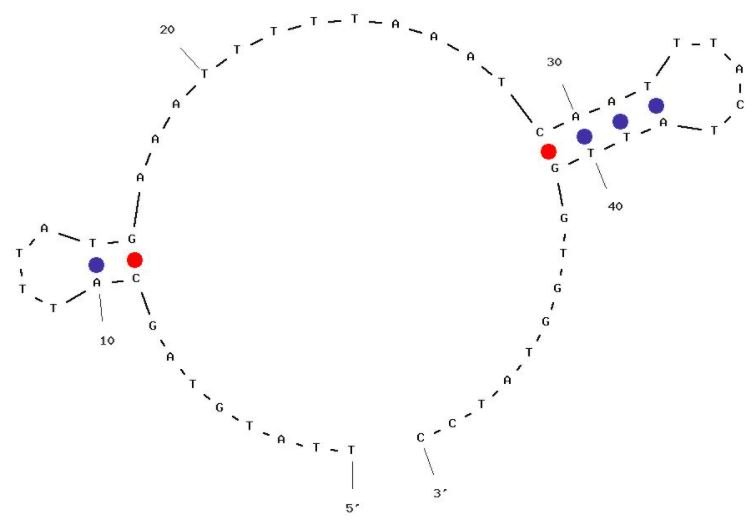 HIV-RT 3.17 structure