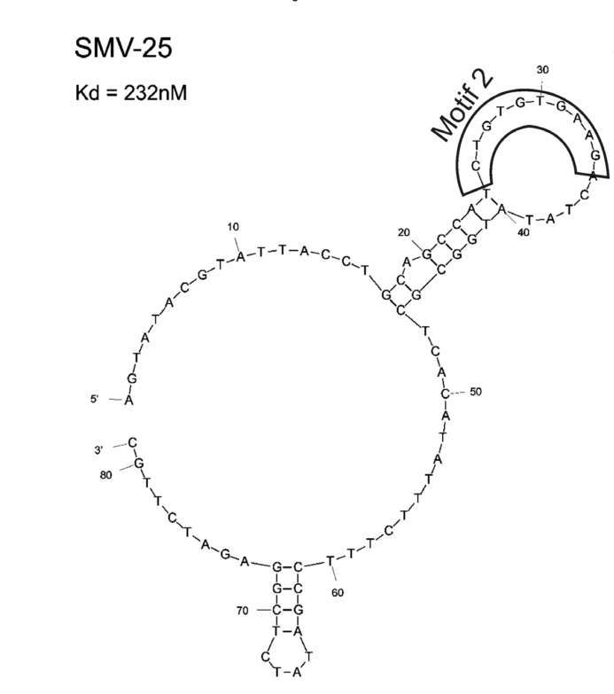 Aptamer 25 structure