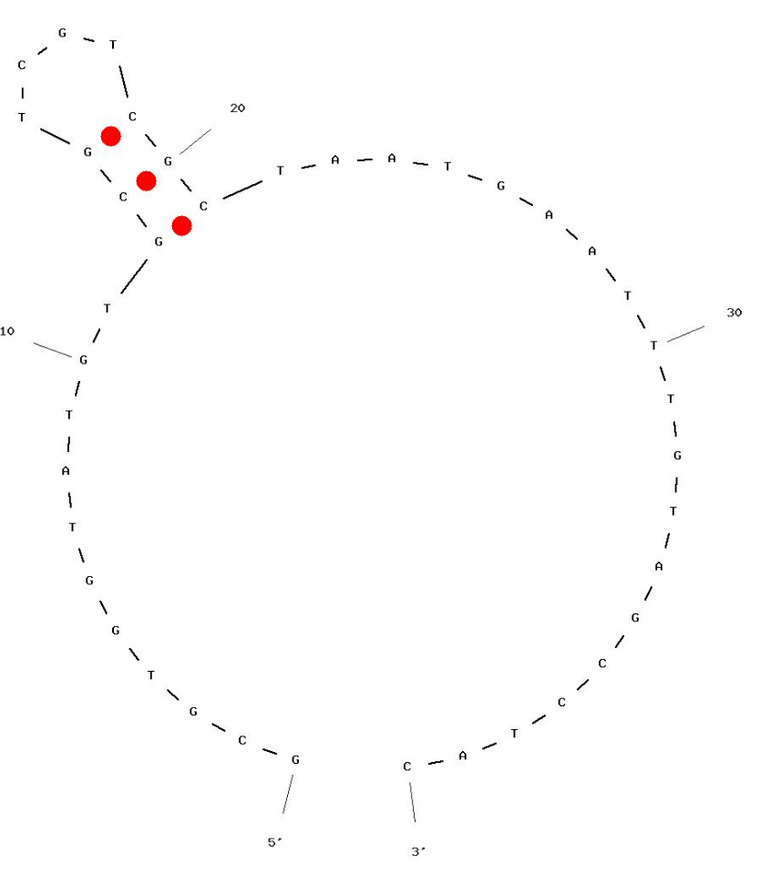 Parathyroid Hormone (PTH) (53–84) aptamer structure