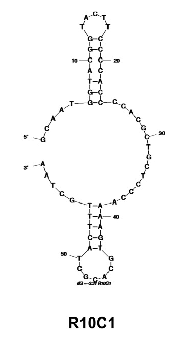 R10C1 structure