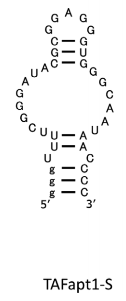 TAFapt1-S structure