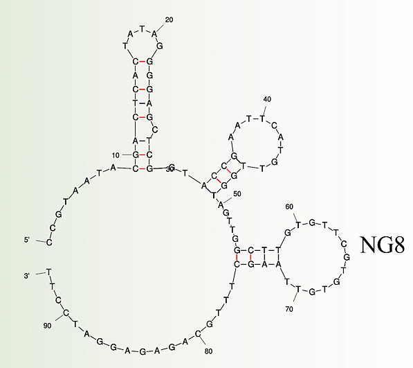 SARS-CoV-1 3′-inverted Thymidine Aptamer NG8 structure