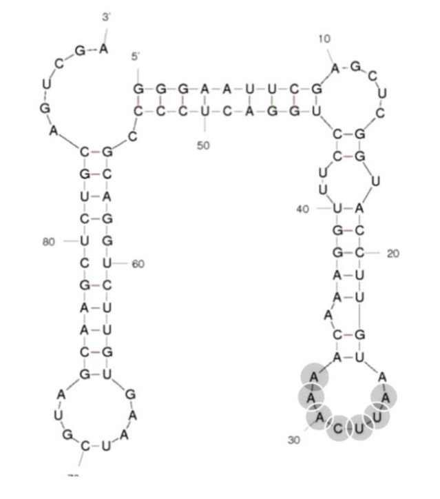 Clone 2 structure