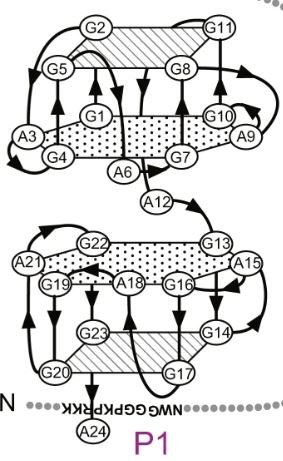 R24 structure