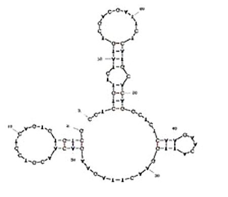 A23P15 Aptamer against IL-23 (P19 subunit) structure