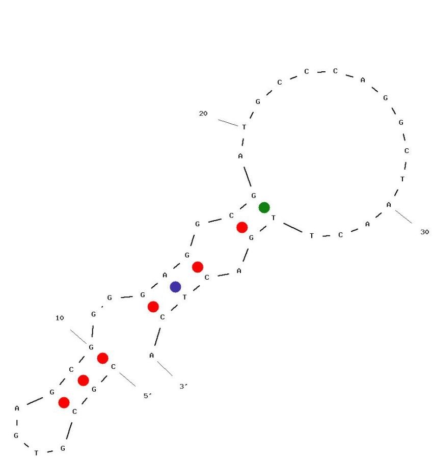 T-2 structure