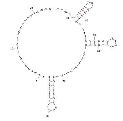 AP-1 structure
