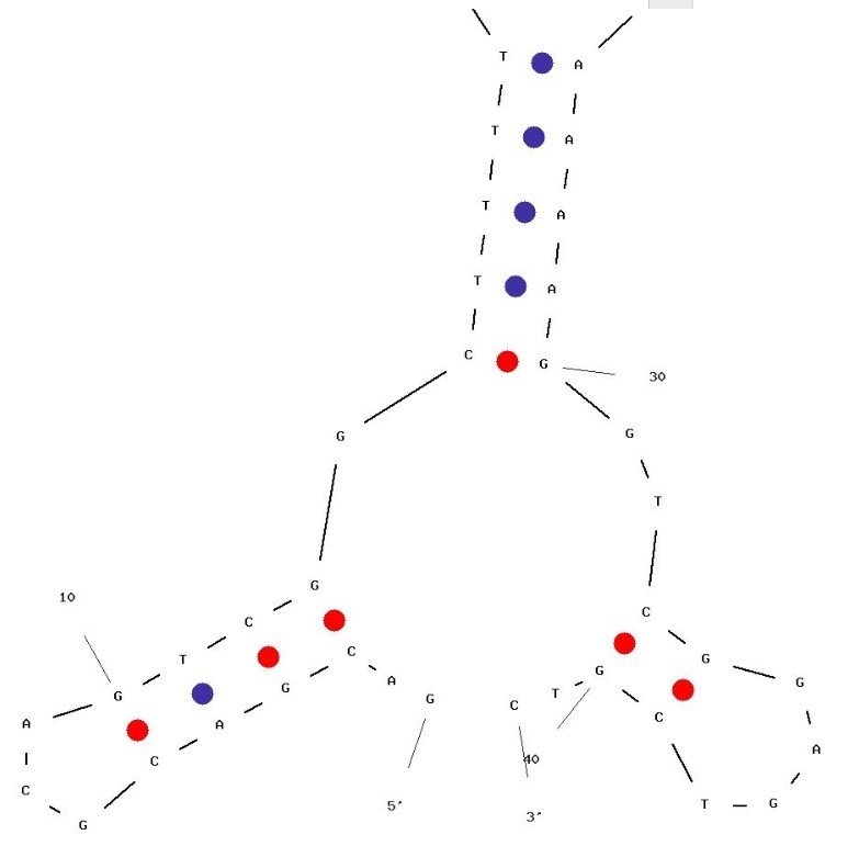 Kanamycin aptamer structure
