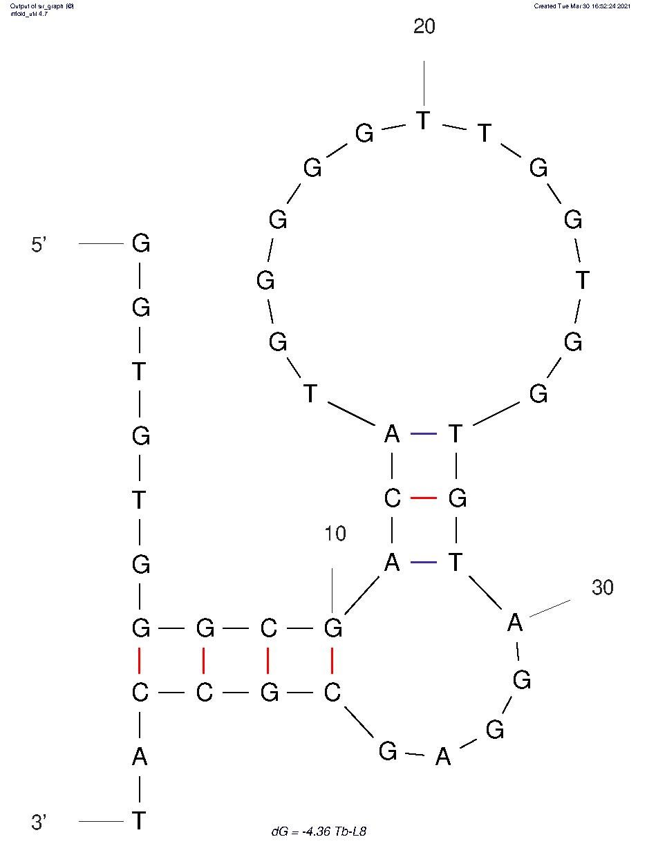 Thrombin Aptamer Tb-L8 structure