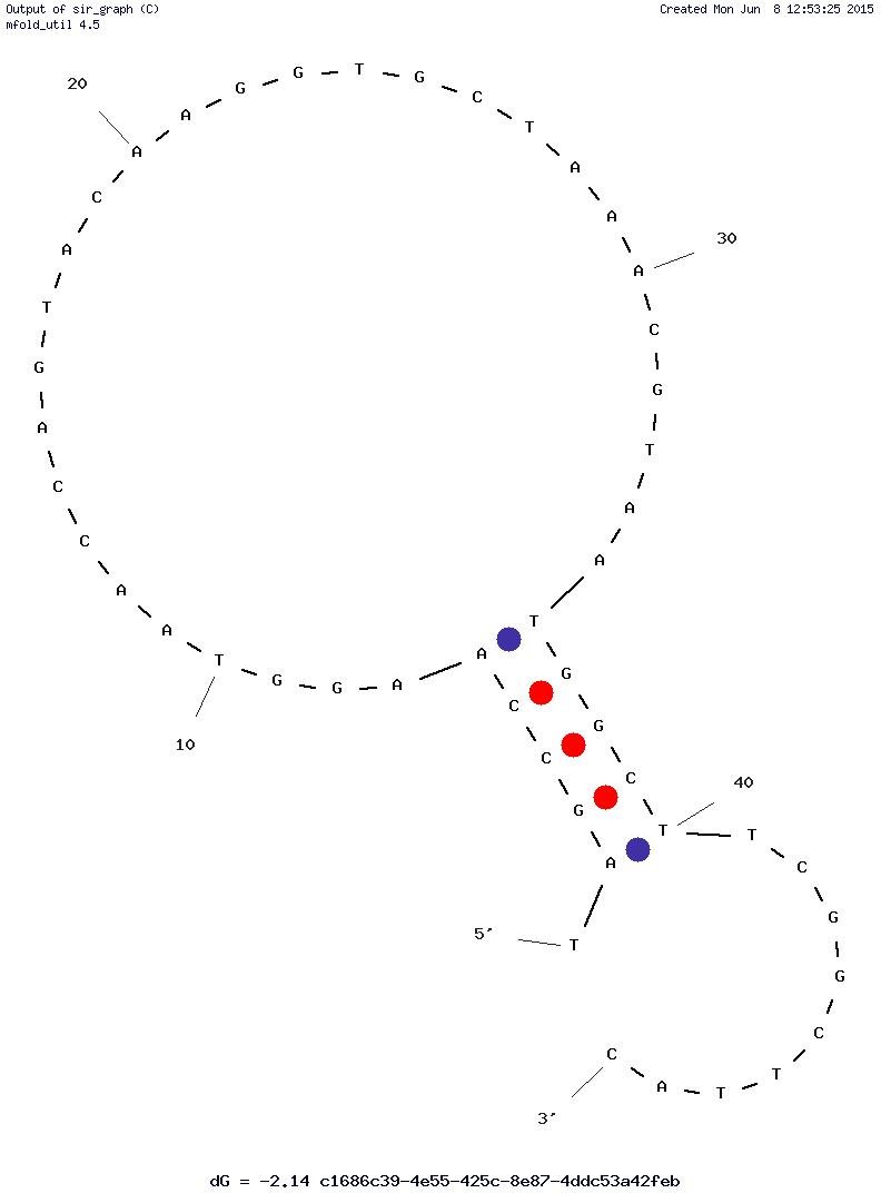 L-Selectin Multivalent Aptamer structure