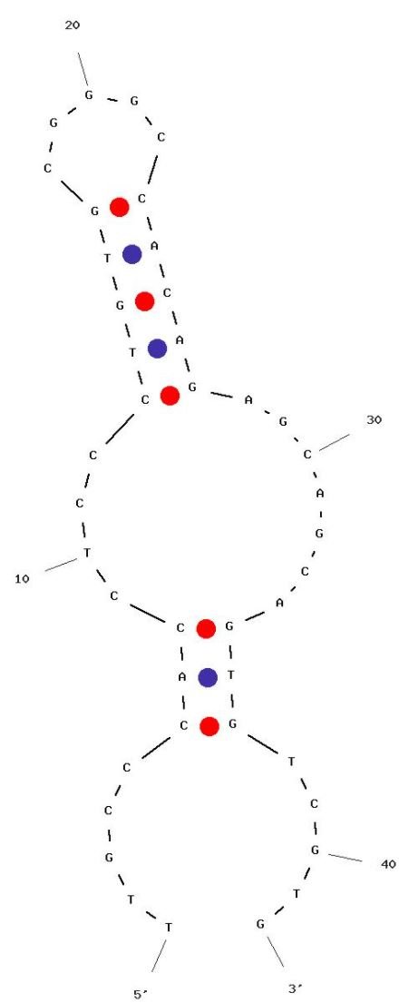 XA-B216 structure