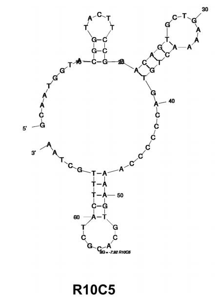 R10C5 structure