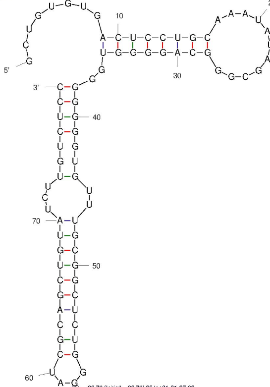 Apt51 structure