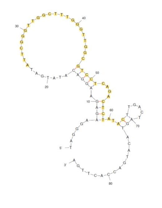 Ara h 1 (LS _Arah1_367) structure