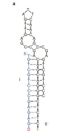 Glucose-bisboronic acid aptamer-sensor structure
