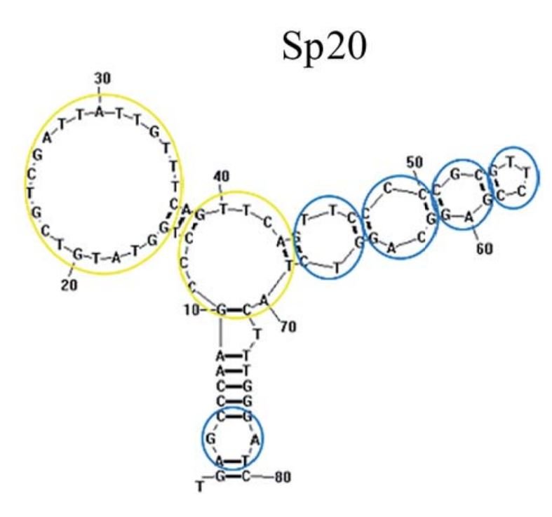 Sp20 structure