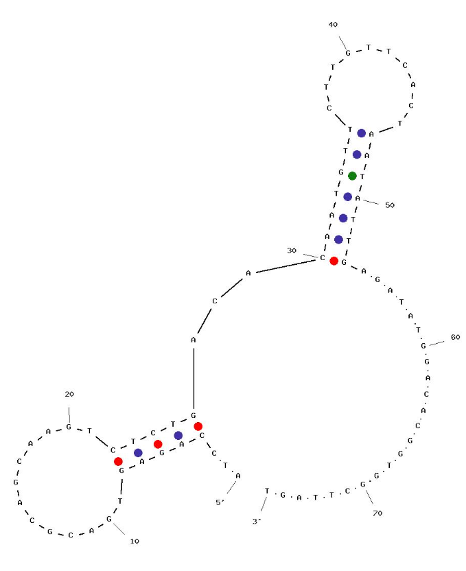 4VA-Apt3 structure