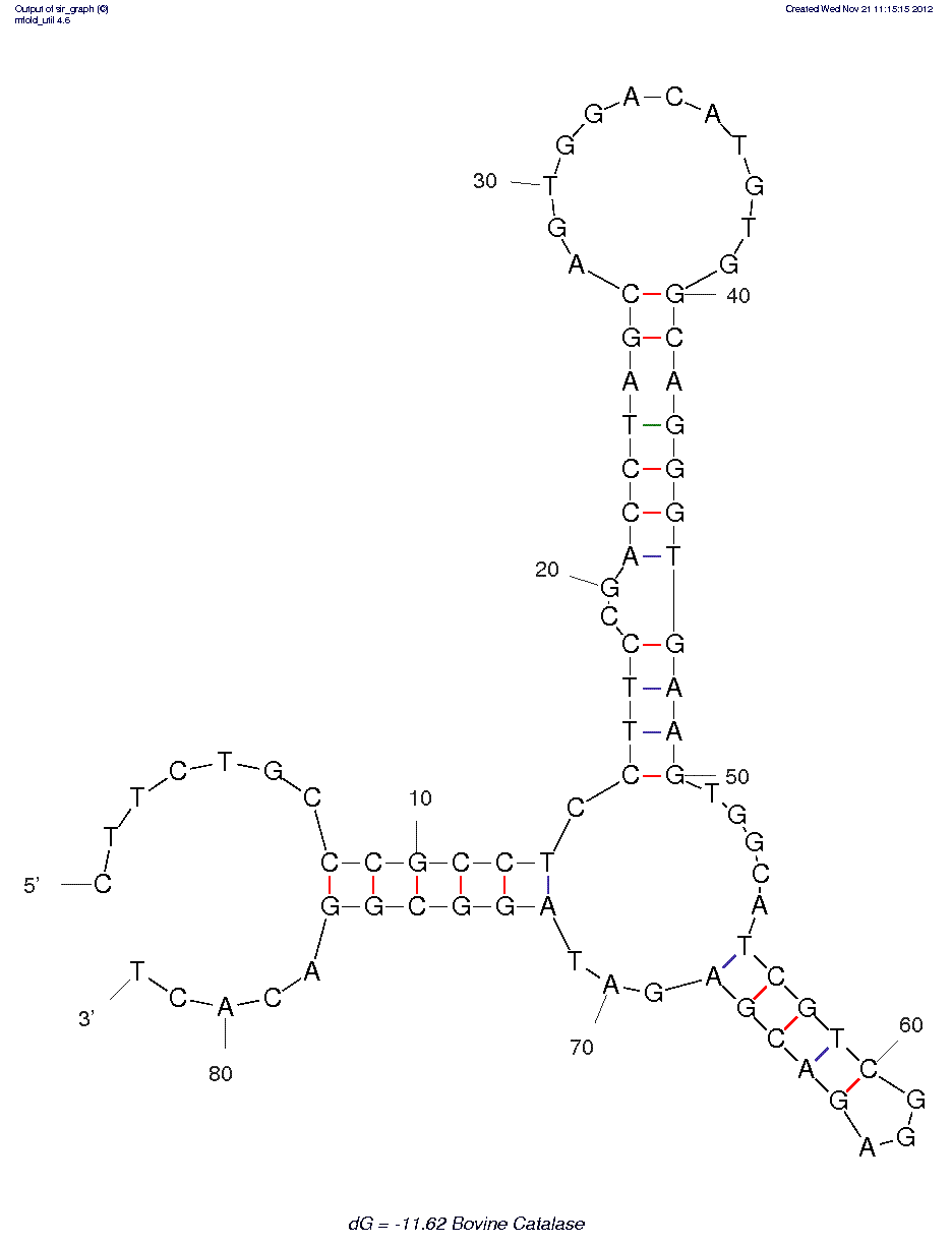 Bovine Catalase (CAT 1) structure
