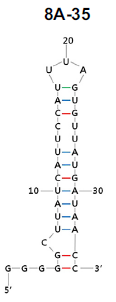 Interleukin 8 (8A-35) structure