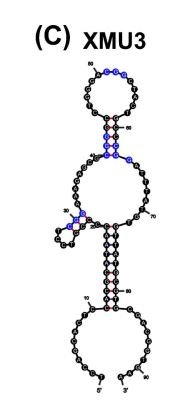XMU3 structure