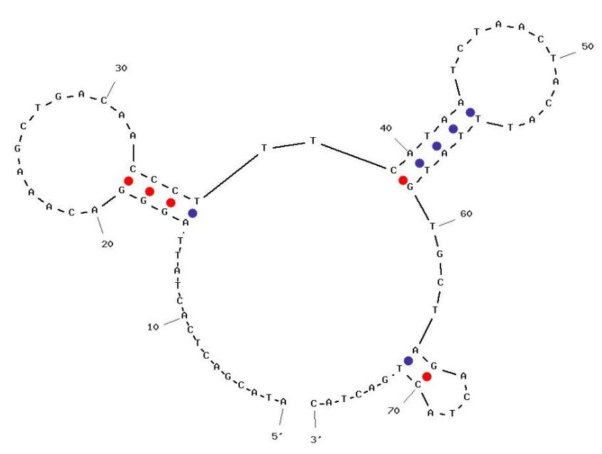 G1 structure