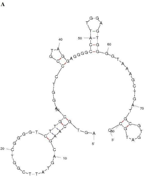 Apt_NDV01 structure