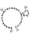 Tetrodotoxin (TTX)-binding Phosphorothioate (PS) Aptamer structure