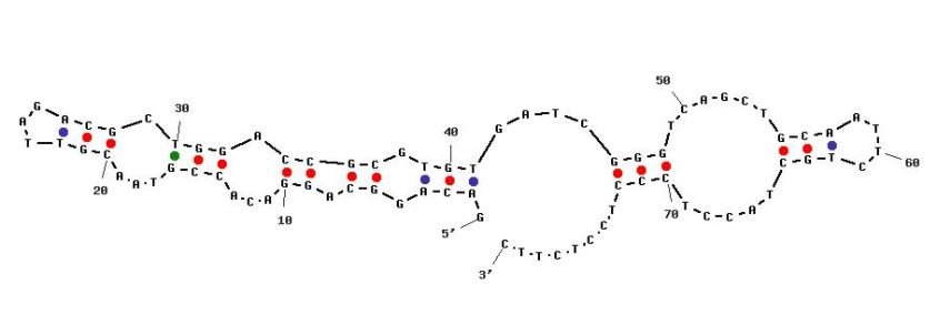 SMZ1 structure