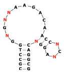 IR-A48 structure