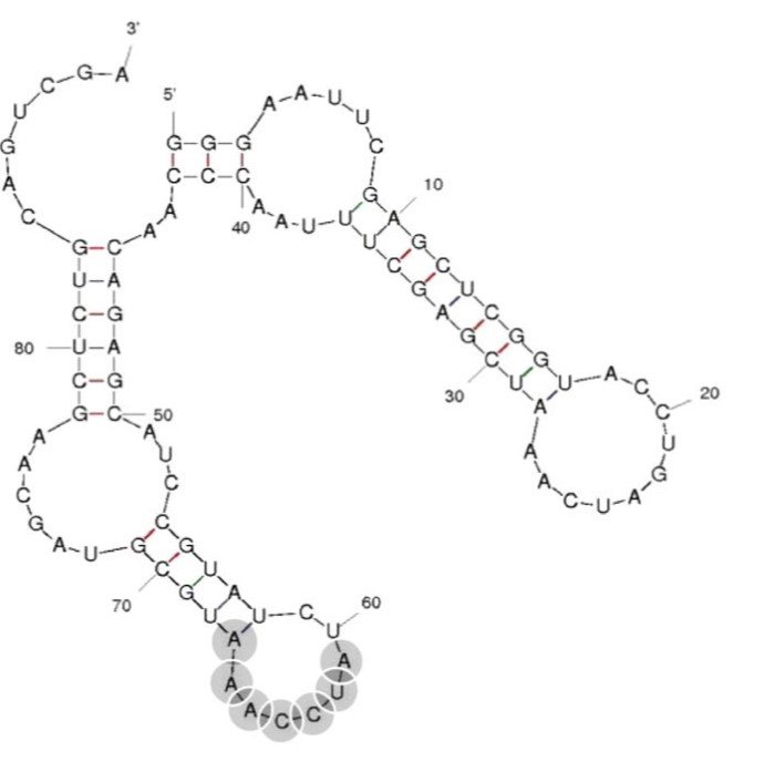 Clone 1 structure