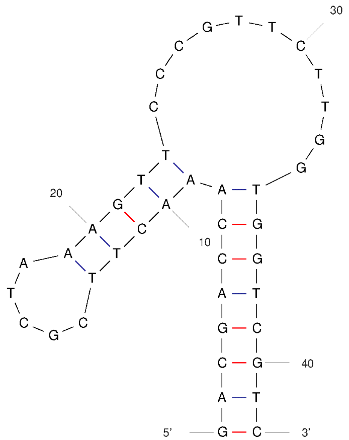 FA1 Folate Aptamer structure