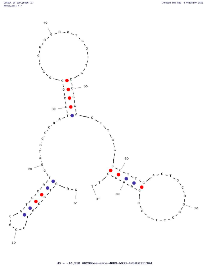 Cortisol Aptamer 15-1 structure