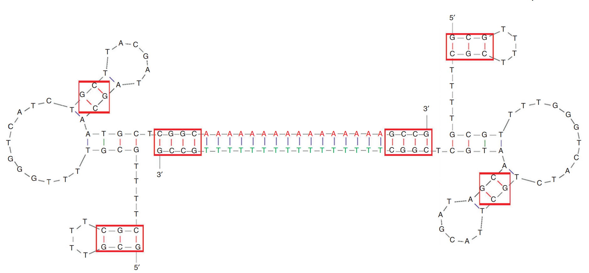 PSMA Dimeric Aptamer structure