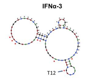 IFNα-3 structure