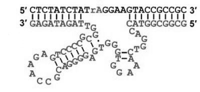 NaA43 structure