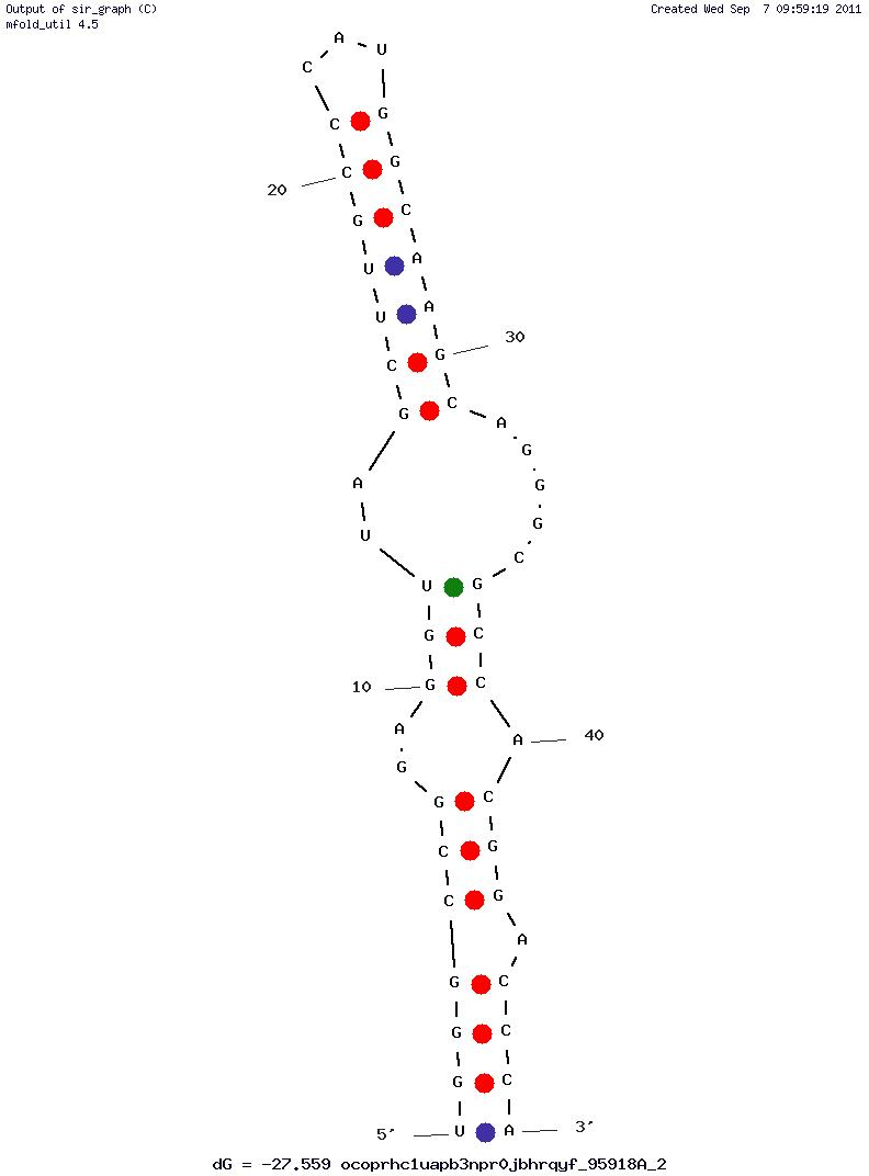 Anti-acetylcholine Autoantibodies (SE RNA) structure
