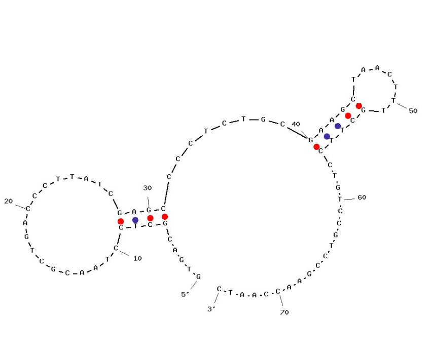GPC3 Targeting aptamer 1 structure