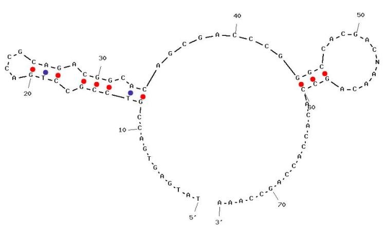 IR-A43 structure