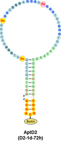 AptD2 structure
