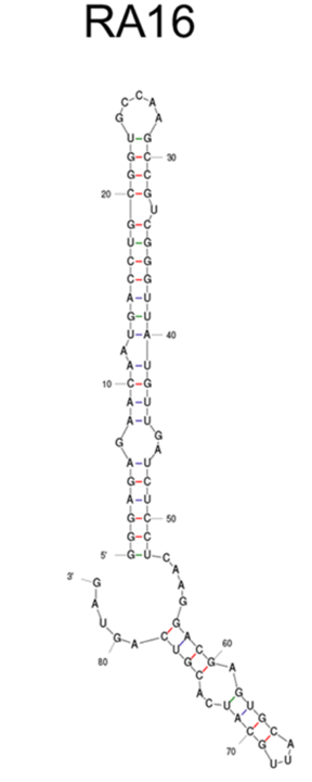 RA16 structure