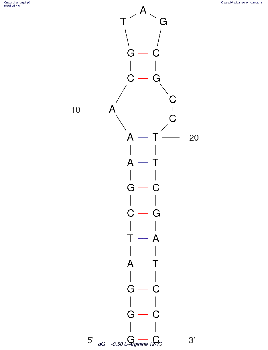 L-arginine (12-28 hairpin) structure