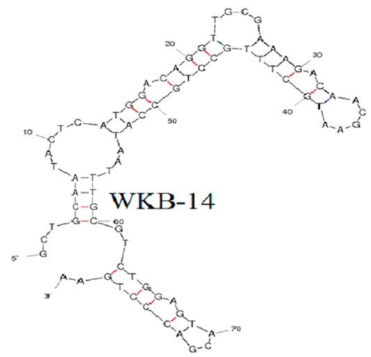 Mycoplasma bovis detection aptamer (WKB-14) structure