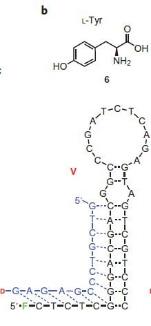 Tyrosine-Cp*Rh(III) sensor structure