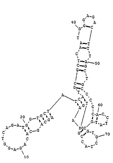 Aflatoxin B1 Aptamer (AFB1) structure