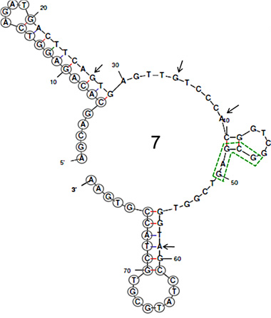 CAP/CAM Aptamer structure